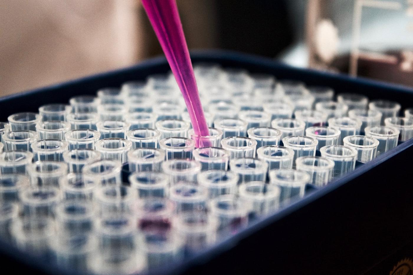 A pipette dispensing sample into a multi-well laboratory assay plate